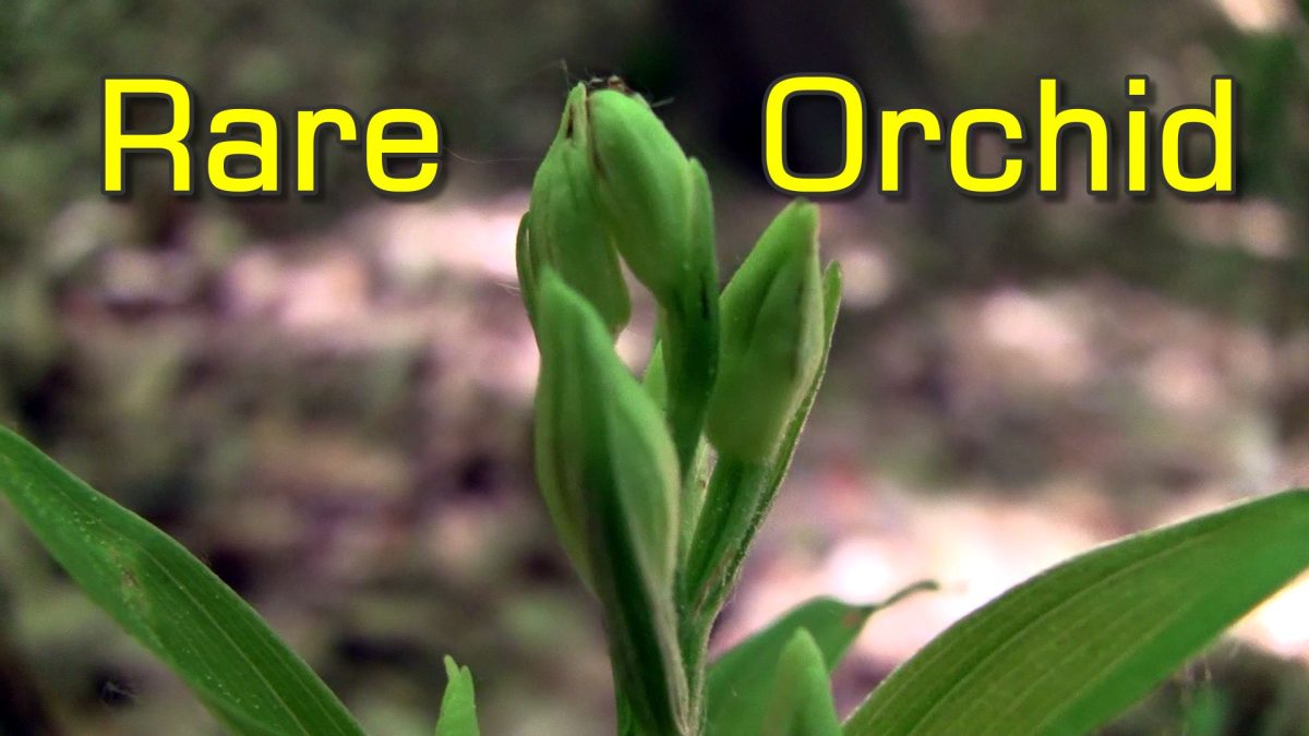 Bird’s Nest and Helleborine – Two Unique Orchids Growing in My Woods