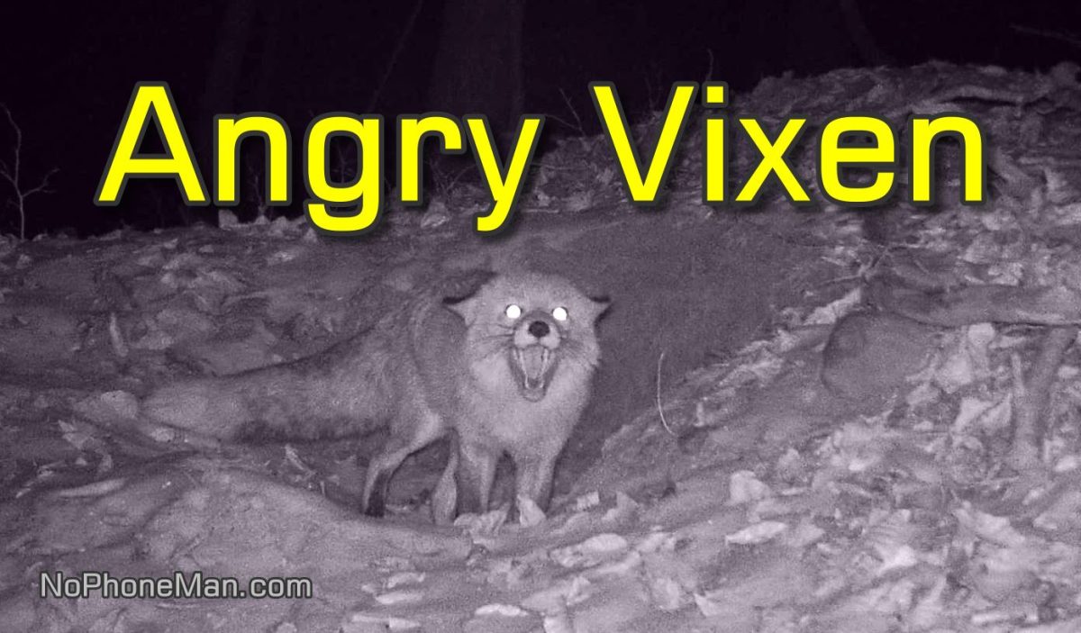 Smiley Vixen Shows Her Teeth and Makes Funny Noises