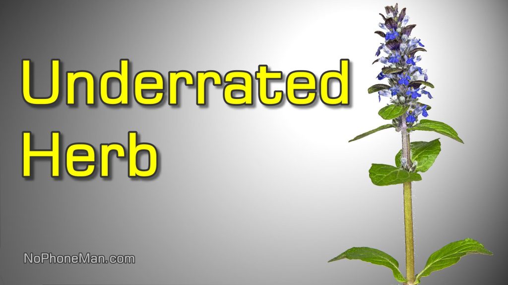 Ajuga Reptans (Bugle, or Bugleweed) - Edible and Medicinal but Underappreciated