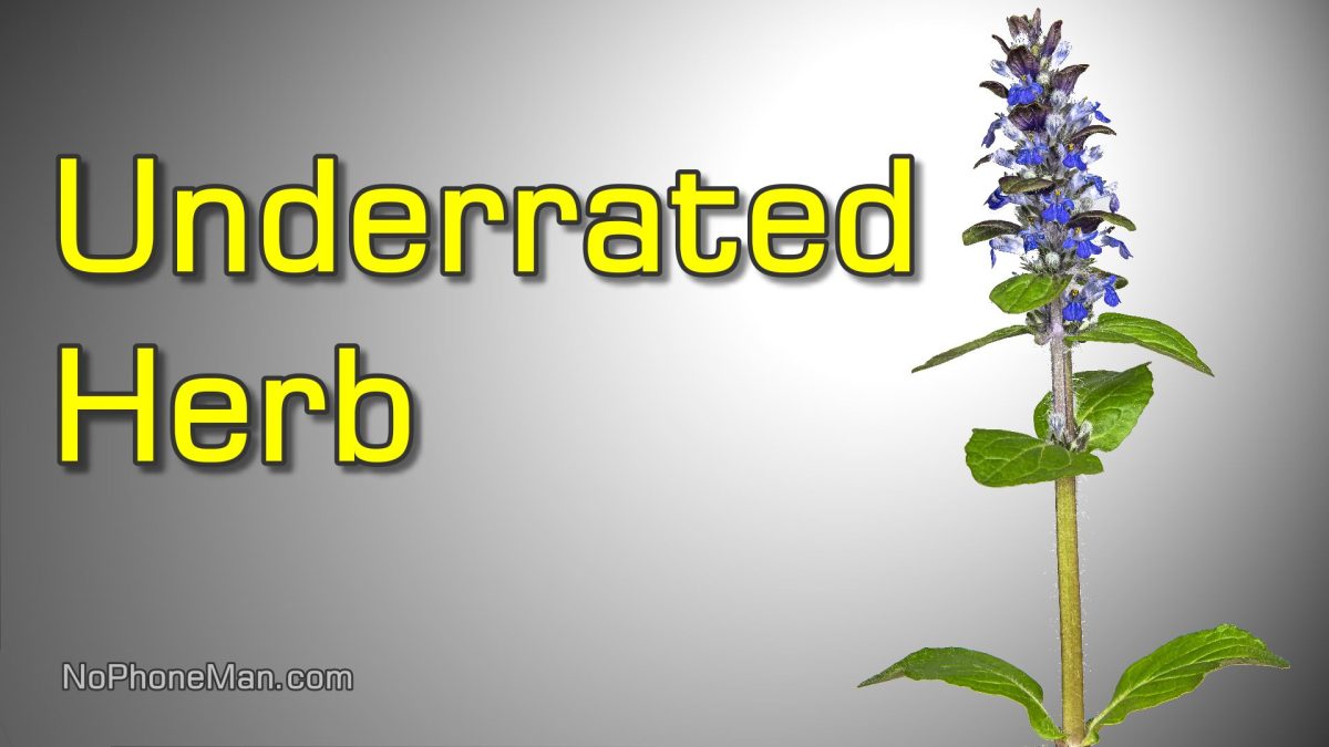 Ajuga Reptans (Bugle, or Bugleweed) – Edible and Medicinal but Underappreciated