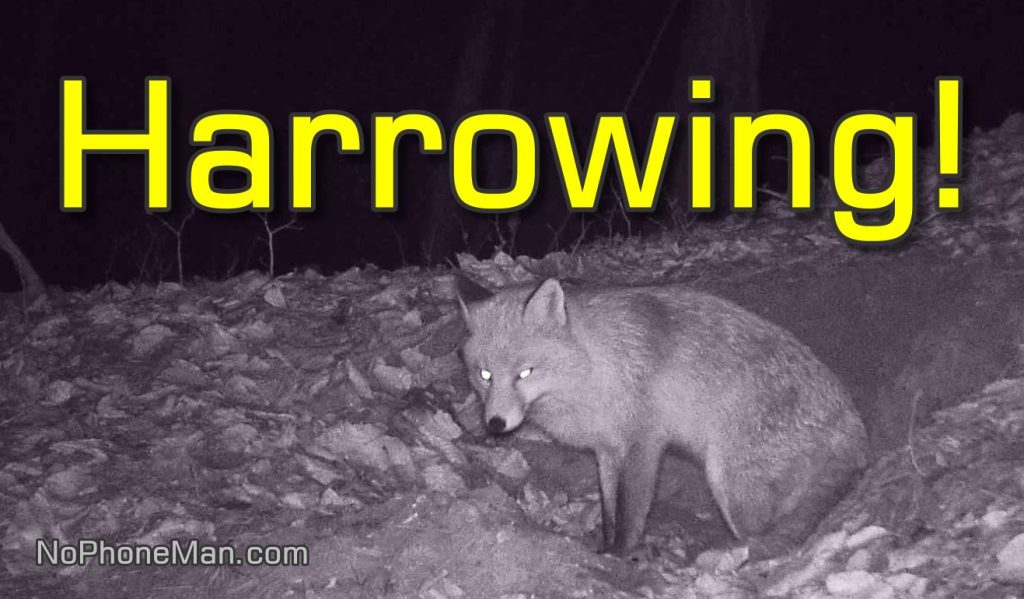 Harrowing Distress Call Pierces Night in Woods, Smiley Vixen and Other Fox Stay on Alert