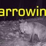 Harrowing Distress Call Pierces Night in Woods, Smiley Vixen and Other Fox Stay on Alert