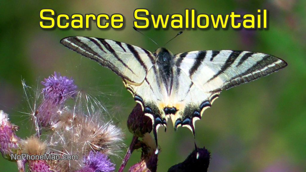 Scarce Swallowtails Pollinating Field Thistle with Widow-Maker Creaking in Background