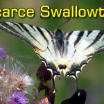 Scarce Swallowtails Pollinating Field Thistle with Widow-Maker Creaking in Background