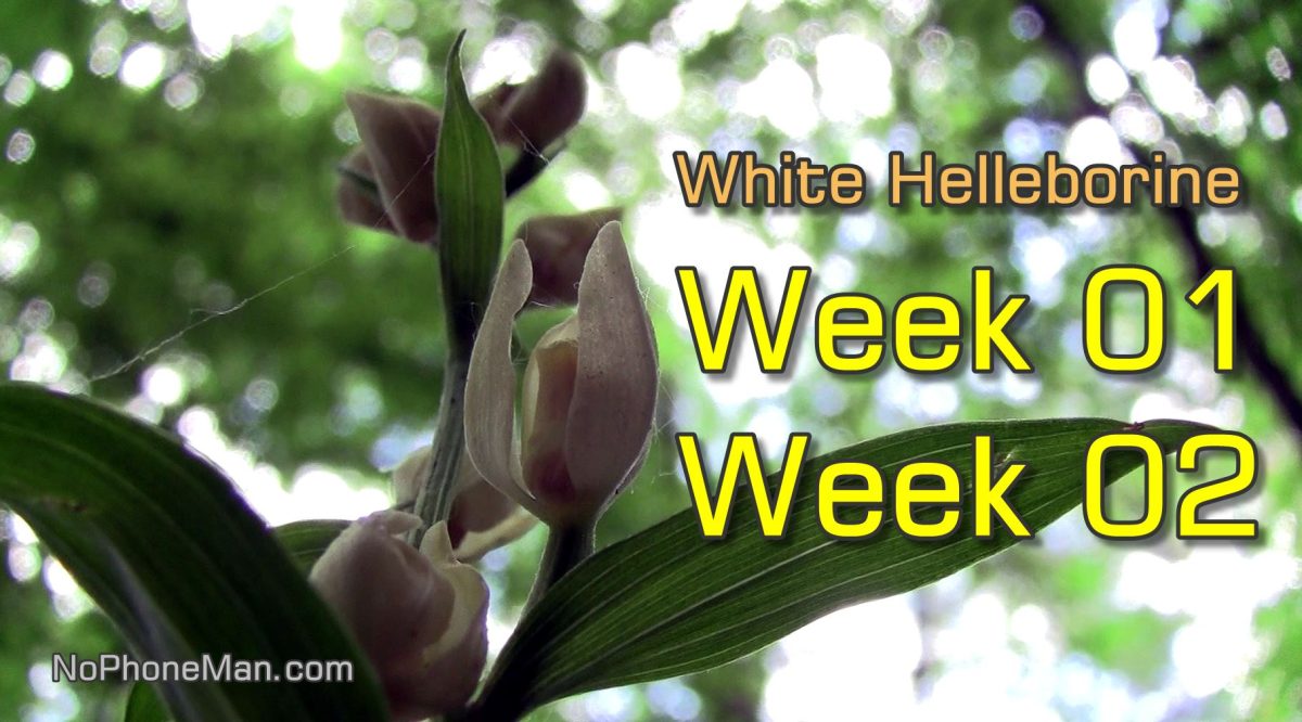 White Helleborine (Cephalanthera Damasonium) - Documenting Growth of Wild Orchid