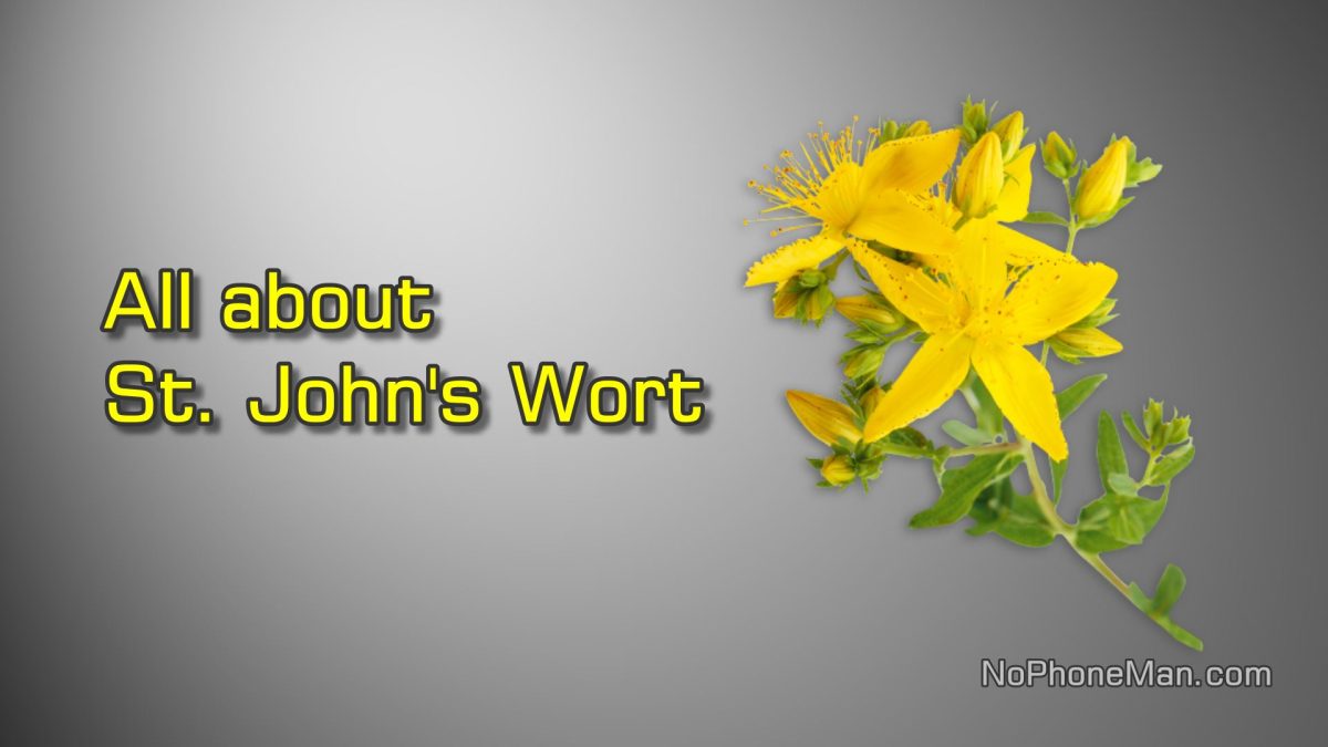 All About St. John’s Wort – How to Identify + Health Benefits