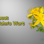 All About St. John's Wort - How to Identify + Health Benefits