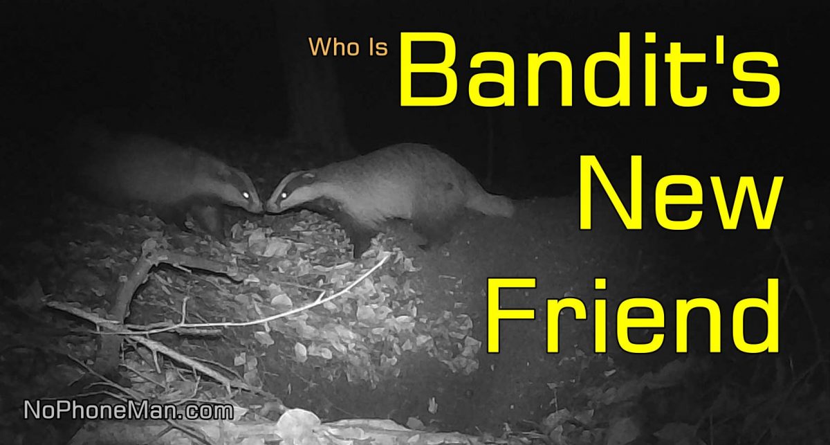Bandit the Badger Caught on Trail Camera with a Friend