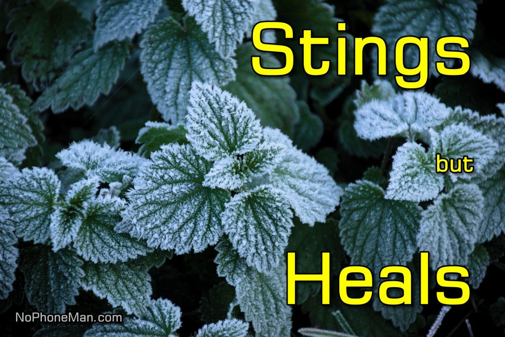 Harvesting Young Stinging Nettle in Early Spring: A Nutritious and Medicinal Delight