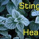 Harvesting Young Stinging Nettle in Early Spring: A Nutritious and Medicinal Delight