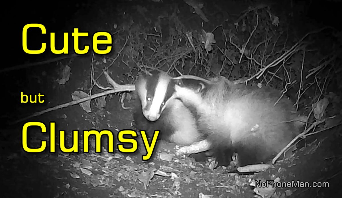 Playful European Badger Cubs Taking Tumbles - Compilation of Trail Cam Videos