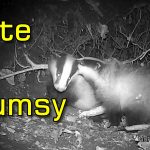 Playful European Badger Cubs Taking Tumbles - Compilation of Trail Cam Videos