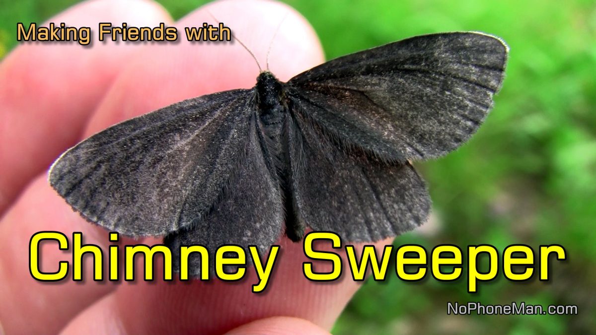 Chimney Sweeper (Odezia Atrata) - My Enchanting Encounter with a Friendly Moth