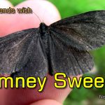 Chimney Sweeper (Odezia Atrata) - My Enchanting Encounter with a Friendly Moth