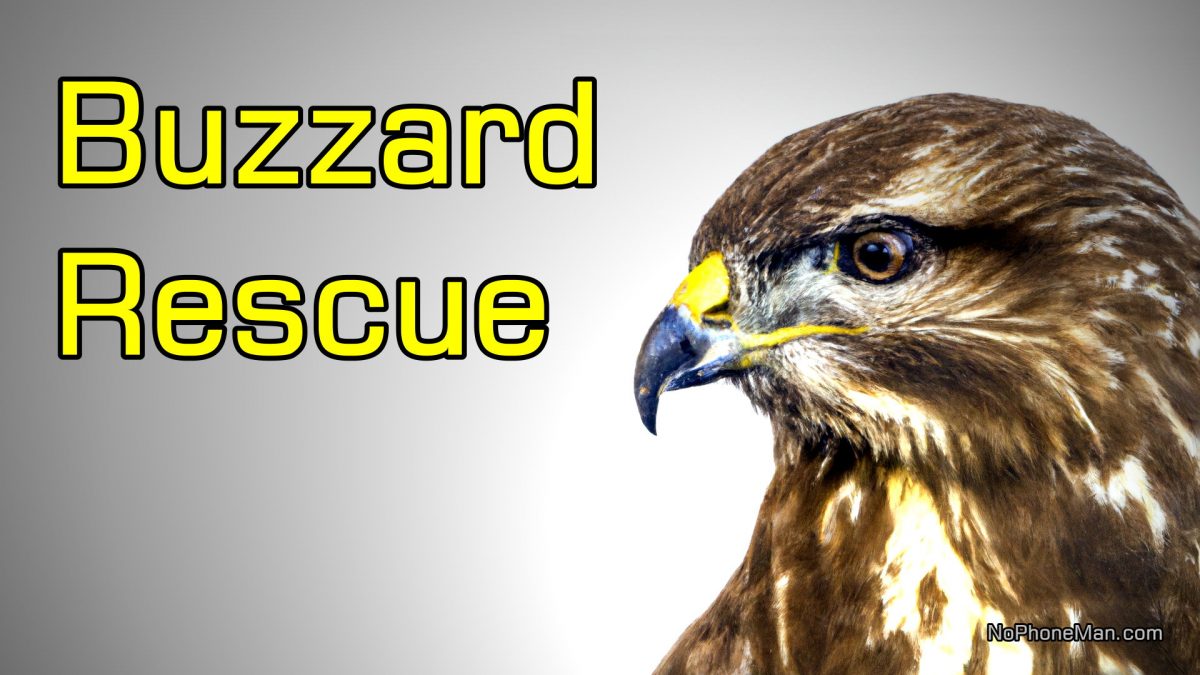 Compassion Transcends Species: How I Captured an Injured Common Buzzard to Save His Life