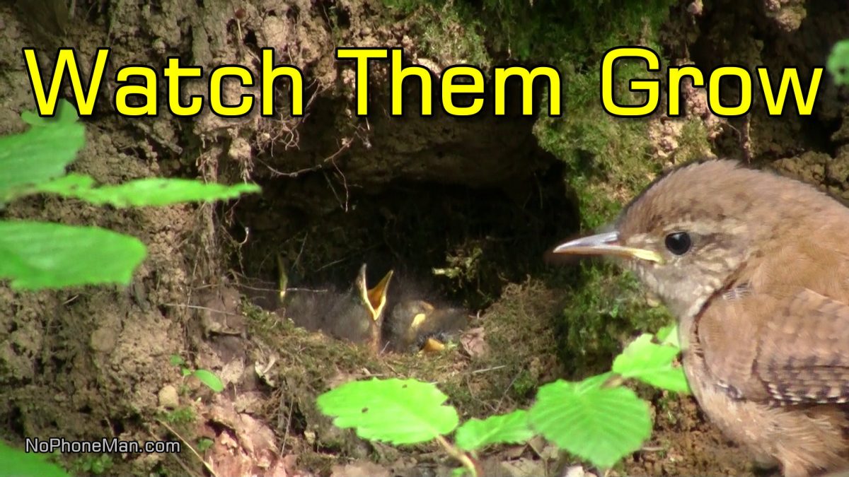 Eurasian Wrens - Document of Development from Hatchlings in Ground Nest to Fledglings in Forest