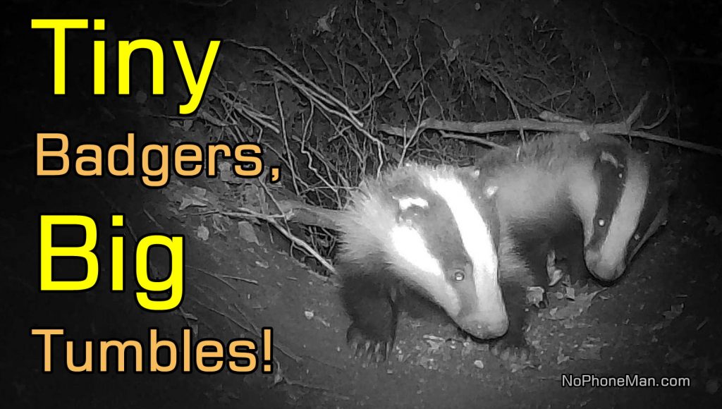 Adorable European Badger Cub Adventures: Tumbles and Play - Part II