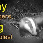 Adorable European Badger Cub Adventures: Tumbles and Play - Part II