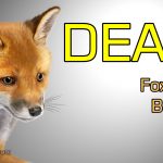 Pine Marten Finds Fox Den and Mercilessly Kills All Fox Cubs