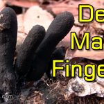 Dead Man's Fingers (Xylaria Polymorpha) - Exploring and Identifying the Intriguing Fungus
