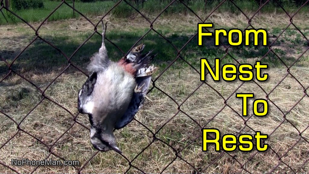 Woodland Funeral for Juvenile Woodpecker Who Died Hitting Chainlink Fence on First Flight