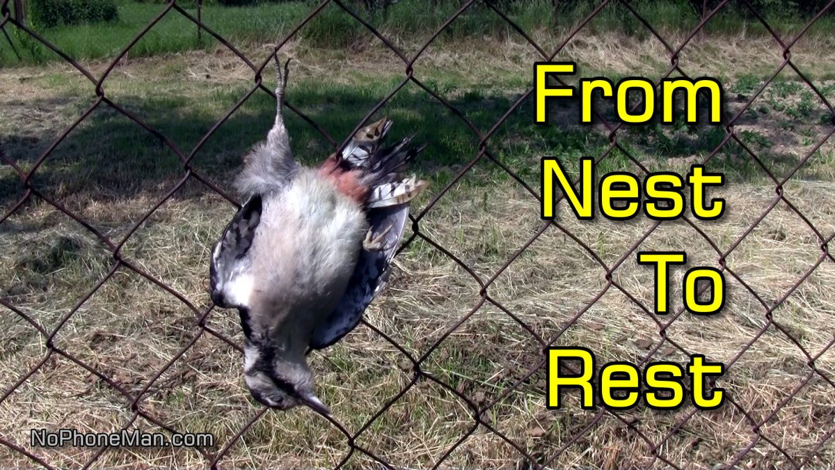 Woodland Funeral for Juvenile Woodpecker Who Died Hitting Chainlink Fence on First Flight