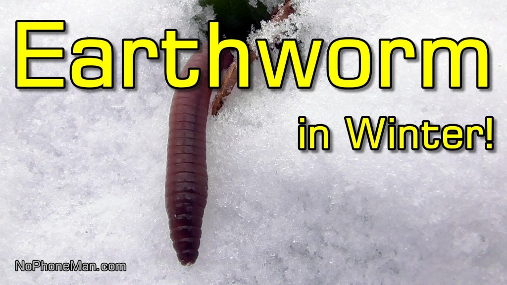 Earthworm Defies Winter and Crawls on Snow in -12 Degrees Celsius