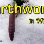 Earthworm Defies Winter and Crawls on Snow in -12 Degrees Celsius