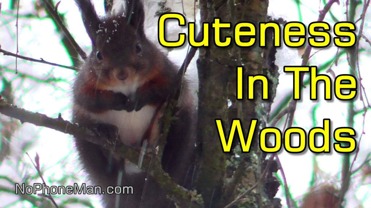 Magical Stare-Down with Adorably Cute Red Squirrel on Snowy Winter Day