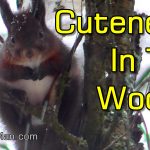 Magical Stare-Down with Adorably Cute Red Squirrel on Snowy Winter Day