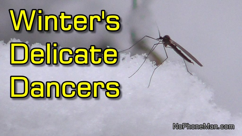 Winter Crane Fly (Trichocera Annulata) - Insect That Flies in Freeze and Snow