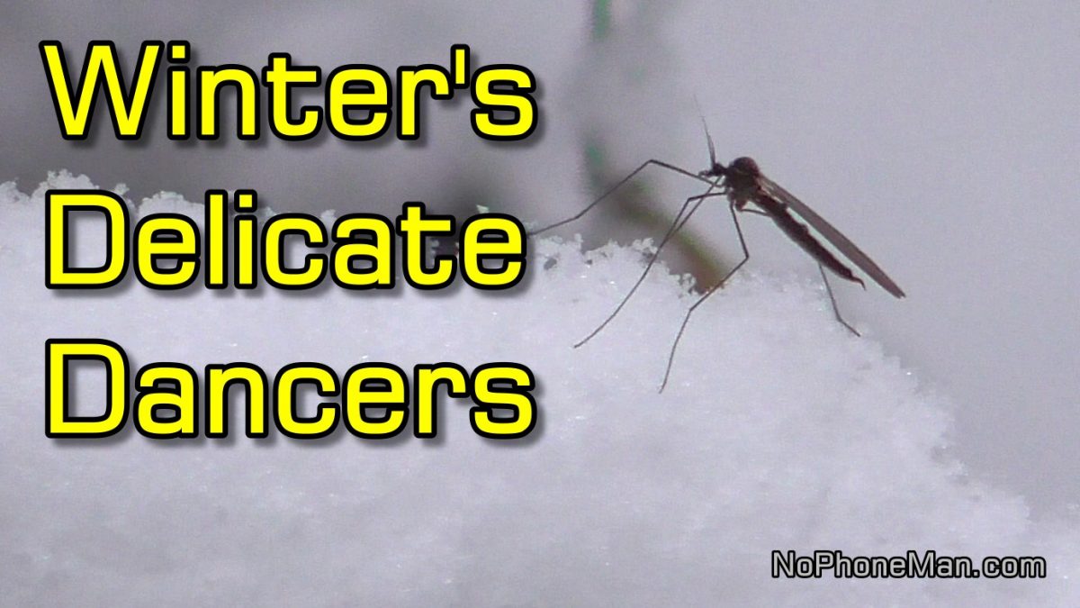 Winter Crane Fly (Trichocera Annulata) – Insect That Flies in Freeze and Snow