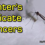 Winter Crane Fly (Trichocera Annulata) - Insect That Flies in Freeze and Snow