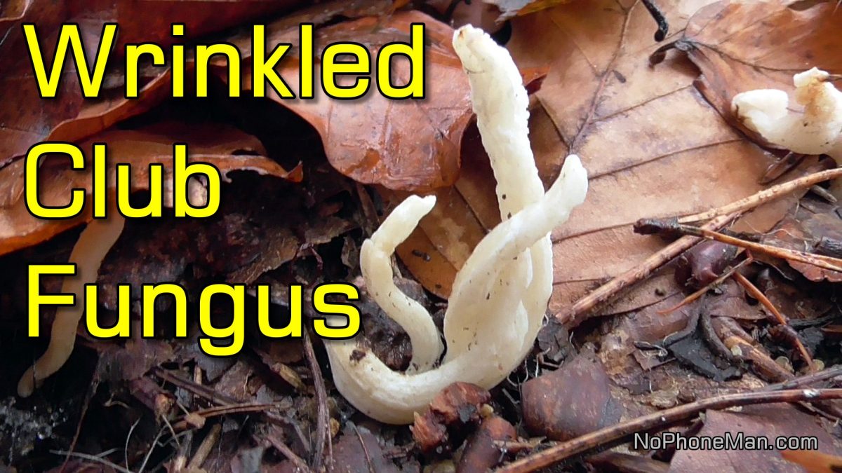 Wrinkled Club Fungus (Clavulina Rugosa) - My First Shorts Video Ever