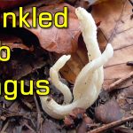 Wrinkled Club Fungus (Clavulina Rugosa) - My First Shorts Video Ever