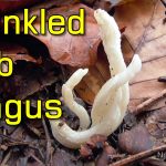 Wrinkled Club Fungus (Clavulina Rugosa) - My First #shorts Video Ever Wrinkled Club Fungus (Clavulina Rugosa) - My First Shorts Video Ever