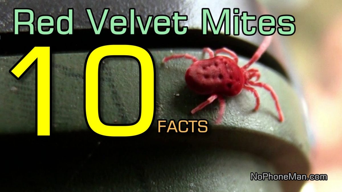 10 Fascinating Facts About Red Velvet Mites (Trombidium Holosericeum)