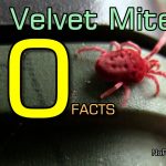 10 Fascinating Facts About Red Velvet Mites (Trombidium Holosericeum)