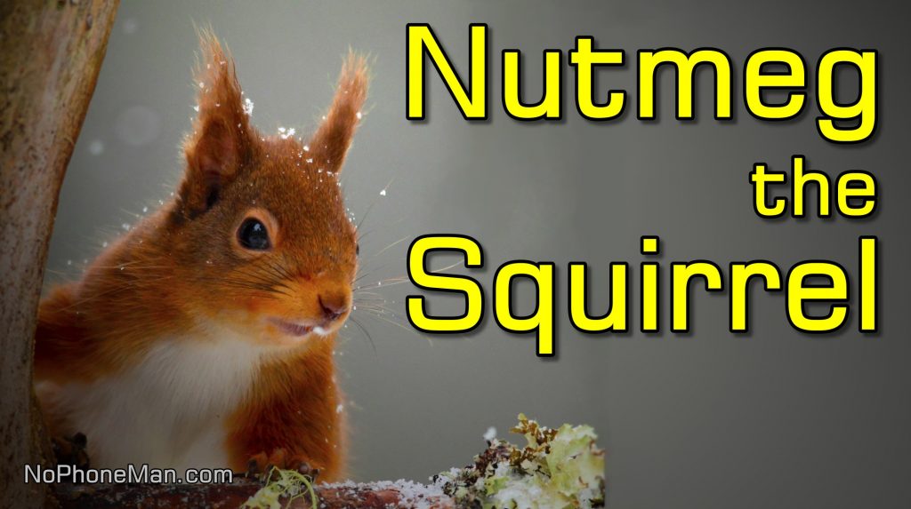 First Diary Entry of Nutmeg the Squirrel - Harvesting Hornbeam Catkins in Winter