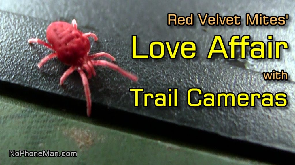 Red Velvet Mites (Trombidium Holosericeum) and Their Love Affair with My Trail Cameras