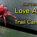 Red Velvet Mites (Trombidium Holosericeum) and Their Love Affair with My Trail Cameras