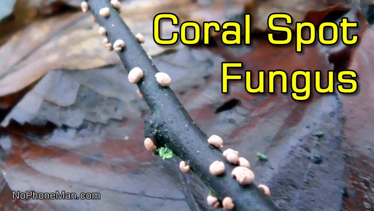 Understanding Coral Spot Fungus (Nectria Cinnabarina) – The Scarlet Threat