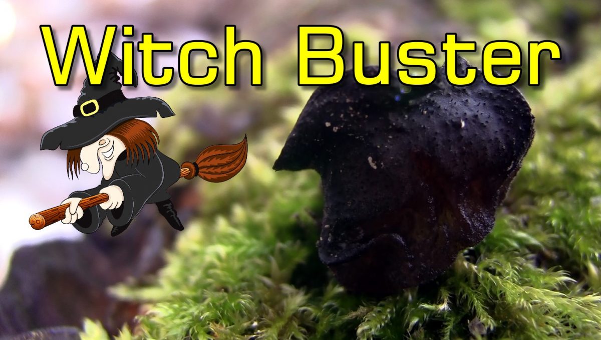 Black Witches Butter (Exidia Glandulosa) – Hardy Fungus Which Prefers the Cold