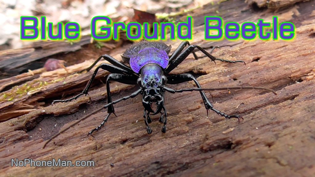 The Blue Ground Beetle (Carabus Intricatus): A Marvel of Nature's Elegance