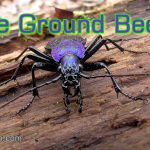 The Blue Ground Beetle (Carabus Intricatus): A Marvel of Nature's Elegance